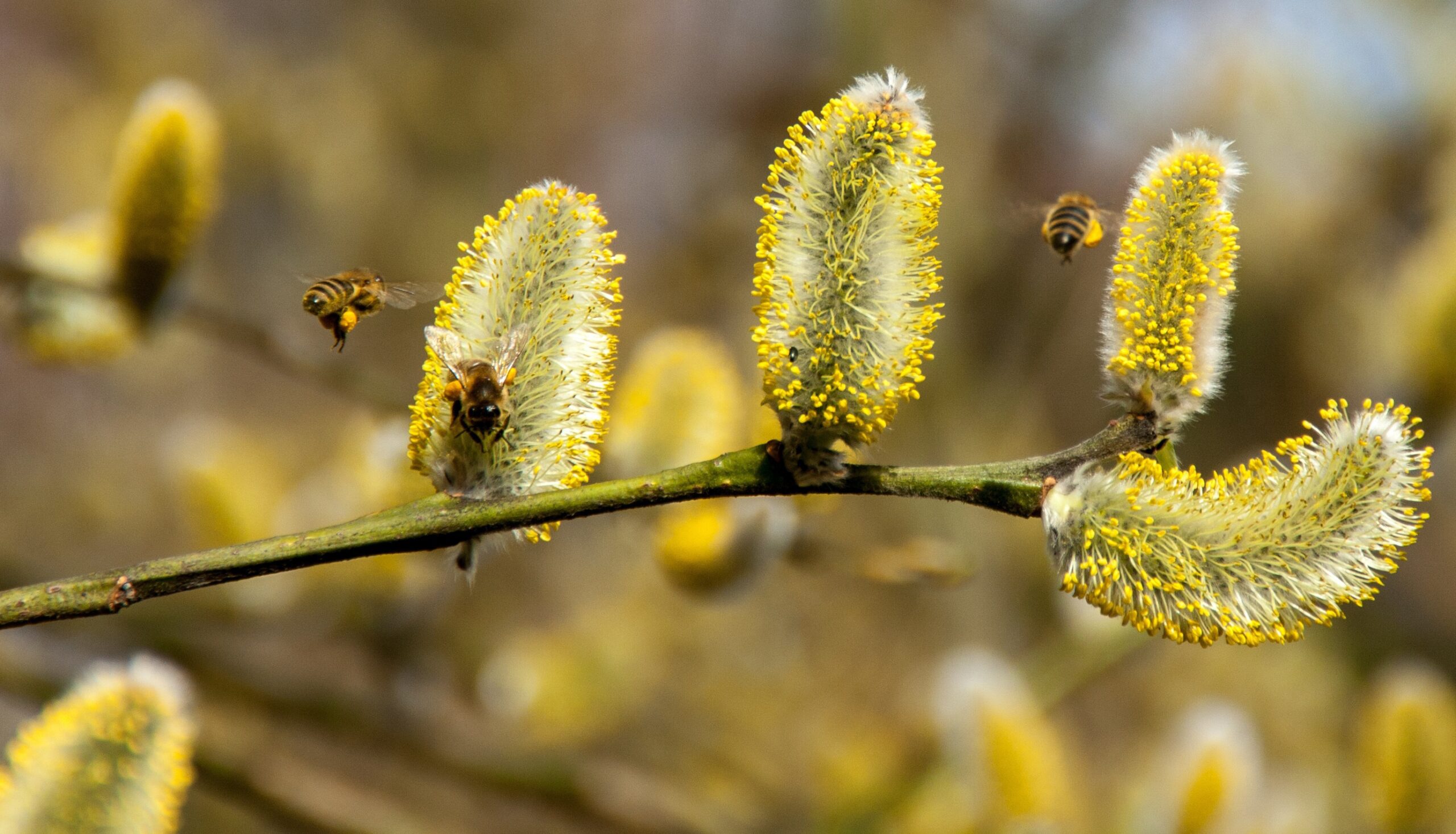Pollen können Allergien auslösen (Bild: smellypumpy, Pixabay)